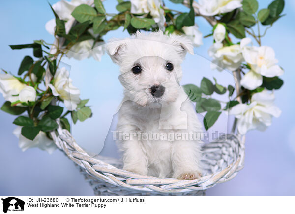 West Highland White Terrier Welpe / West Highland White Terrier Puppy / JH-23680
