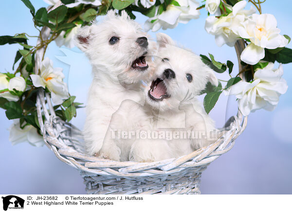 2 West Highland White Terrier Welpen / 2 West Highland White Terrier Puppies / JH-23682