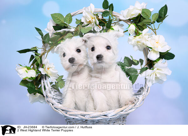 2 West Highland White Terrier Welpen / 2 West Highland White Terrier Puppies / JH-23684