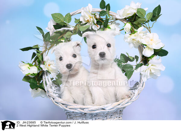2 West Highland White Terrier Puppies / JH-23685