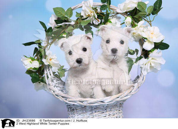 2 West Highland White Terrier Welpen / 2 West Highland White Terrier Puppies / JH-23686