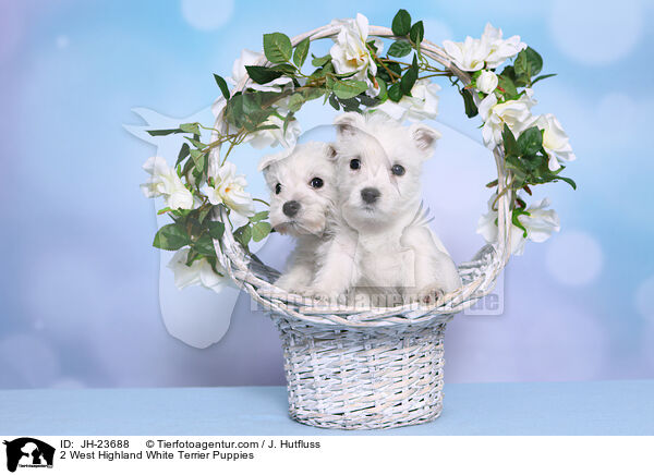 2 West Highland White Terrier Welpen / 2 West Highland White Terrier Puppies / JH-23688