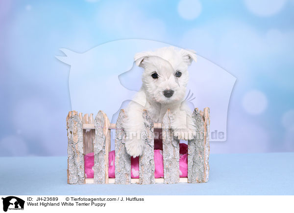 West Highland White Terrier Welpe / West Highland White Terrier Puppy / JH-23689