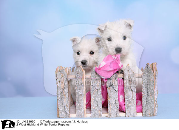 2 West Highland White Terrier Welpen / 2 West Highland White Terrier Puppies / JH-23690