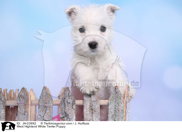 West Highland White Terrier Welpe / West Highland White Terrier Puppy / JH-23692