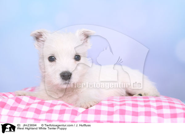 West Highland White Terrier Welpe / West Highland White Terrier Puppy / JH-23694