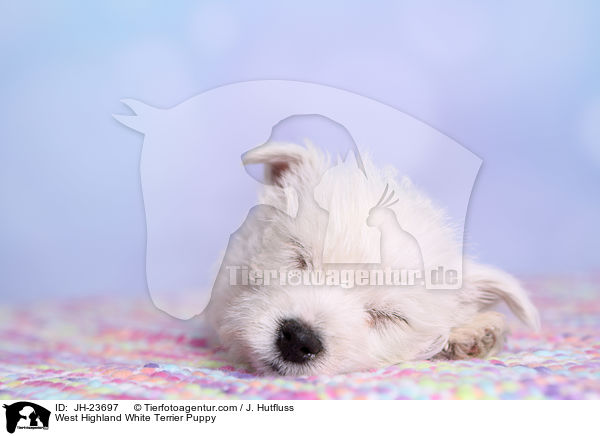 West Highland White Terrier Welpe / West Highland White Terrier Puppy / JH-23697