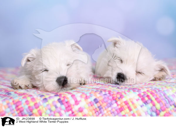 2 West Highland White Terrier Welpen / 2 West Highland White Terrier Puppies / JH-23698