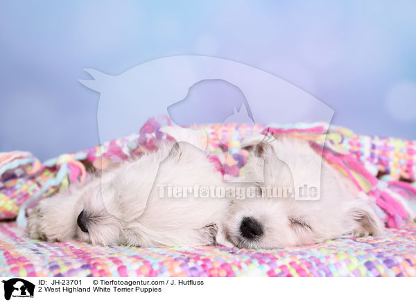 2 West Highland White Terrier Welpen / 2 West Highland White Terrier Puppies / JH-23701