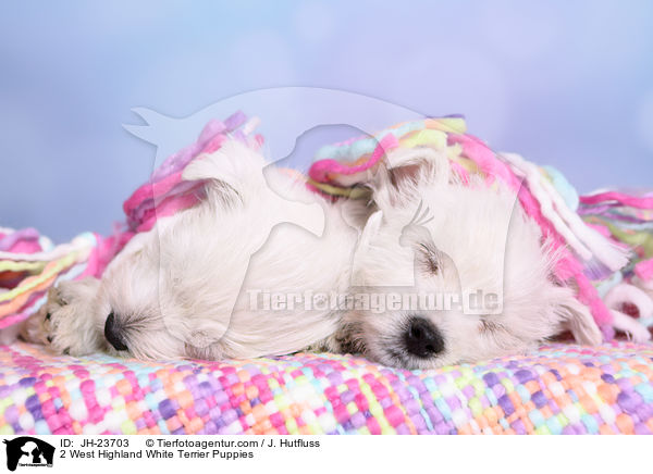 2 West Highland White Terrier Welpen / 2 West Highland White Terrier Puppies / JH-23703