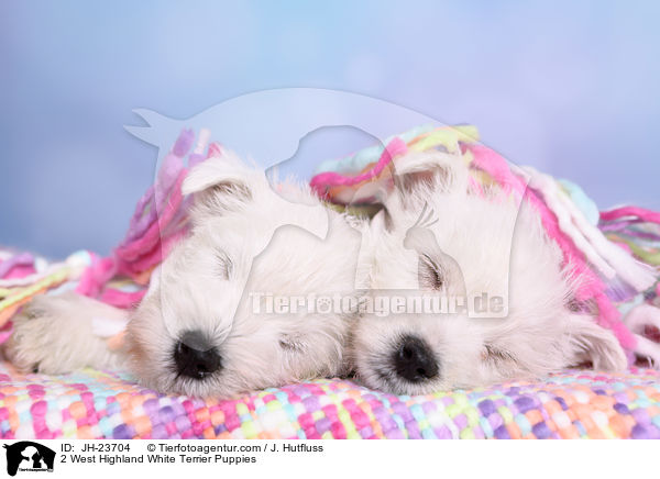 2 West Highland White Terrier Welpen / 2 West Highland White Terrier Puppies / JH-23704
