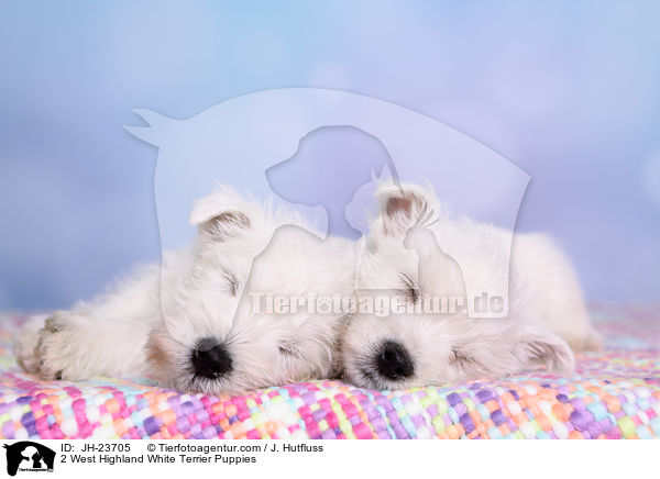 2 West Highland White Terrier Welpen / 2 West Highland White Terrier Puppies / JH-23705