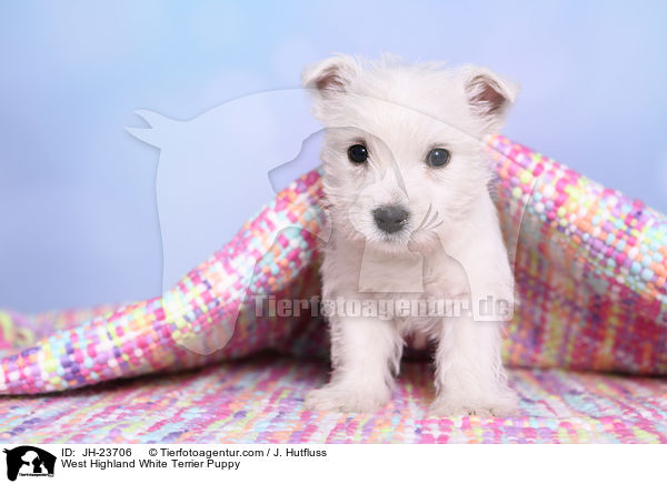 West Highland White Terrier Welpe / West Highland White Terrier Puppy / JH-23706