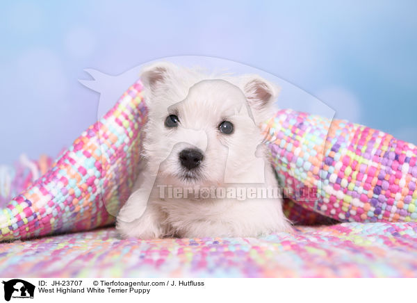 West Highland White Terrier Welpe / West Highland White Terrier Puppy / JH-23707