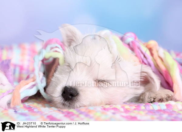 West Highland White Terrier Welpe / West Highland White Terrier Puppy / JH-23710