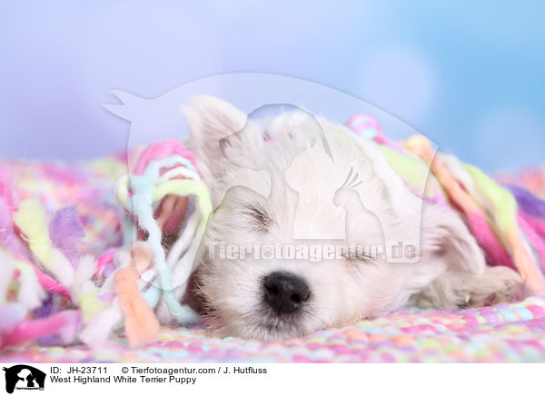 West Highland White Terrier Welpe / West Highland White Terrier Puppy / JH-23711