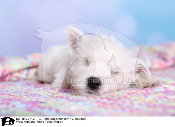 West Highland White Terrier Welpe / West Highland White Terrier Puppy / JH-23712