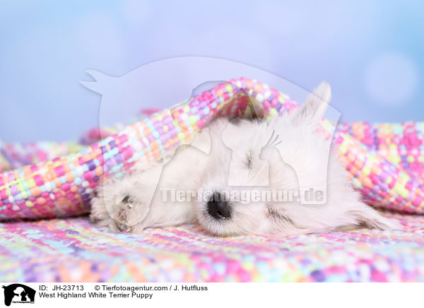 West Highland White Terrier Welpe / West Highland White Terrier Puppy / JH-23713