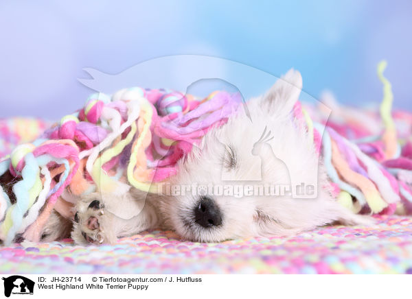 West Highland White Terrier Welpe / West Highland White Terrier Puppy / JH-23714