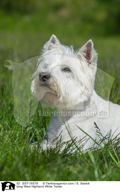 liegender West Highland White Terrier / lying West Highland White Terrier / SST-16578