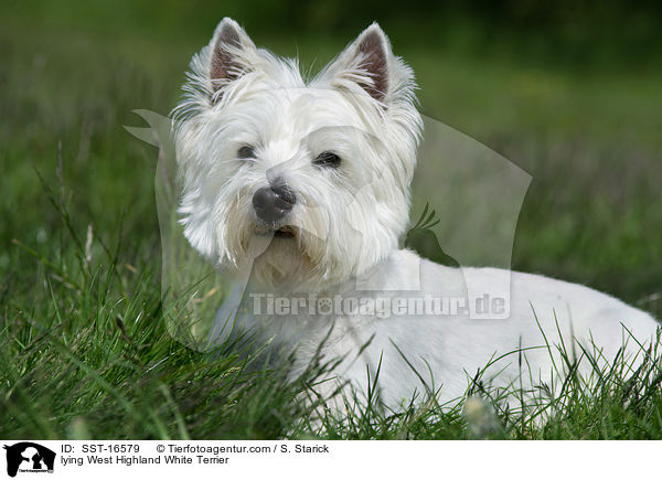 liegender West Highland White Terrier / lying West Highland White Terrier / SST-16579