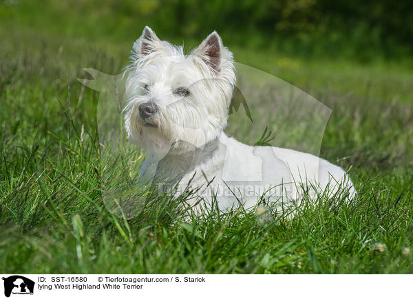 liegender West Highland White Terrier / lying West Highland White Terrier / SST-16580