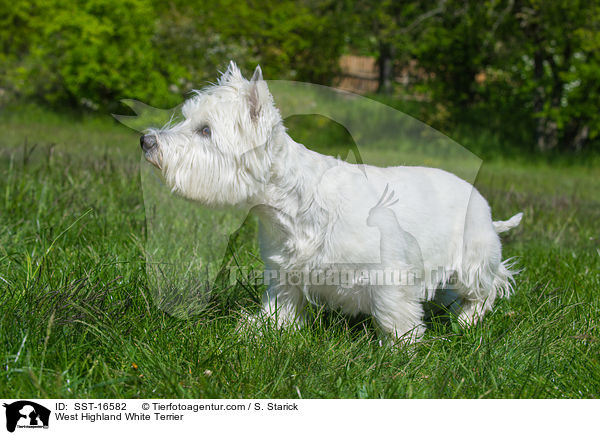 West Highland White Terrier / West Highland White Terrier / SST-16582