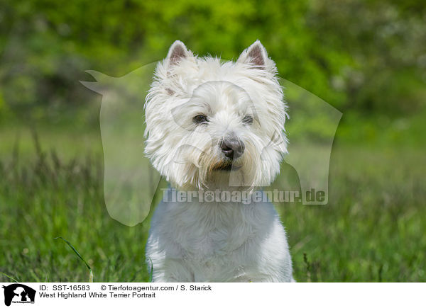 West Highland White Terrier Portrait / West Highland White Terrier Portrait / SST-16583