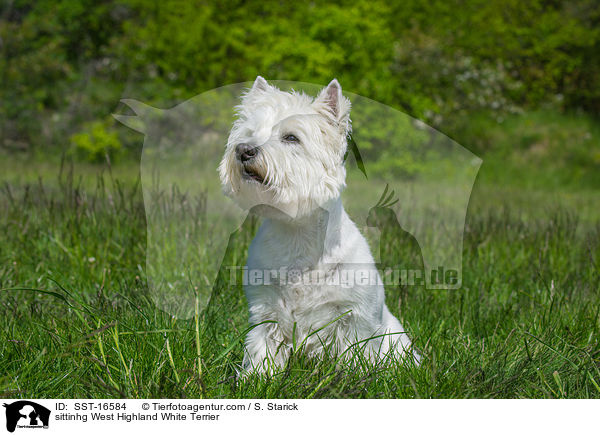 sitzender West Highland White Terrier / sittinhg West Highland White Terrier / SST-16584