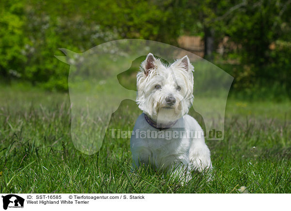West Highland White Terrier / West Highland White Terrier / SST-16585
