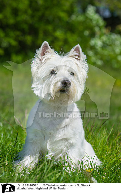 sitzender West Highland White Terrier / sittinhg West Highland White Terrier / SST-16586
