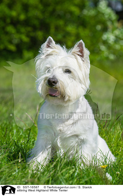 sitzender West Highland White Terrier / sittinhg West Highland White Terrier / SST-16587