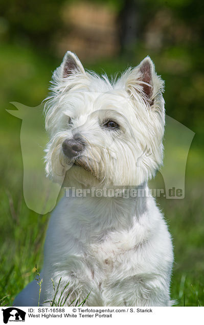 West Highland White Terrier Portrait / West Highland White Terrier Portrait / SST-16588