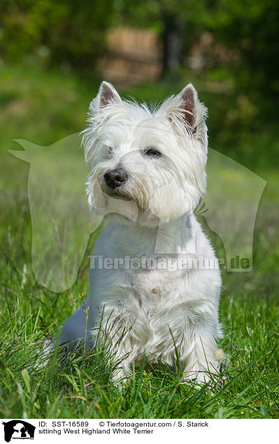 sitzender West Highland White Terrier / sittinhg West Highland White Terrier / SST-16589