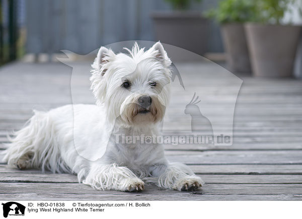 liegender West Highland White Terrier / lying West Highland White Terrier / HBO-01838