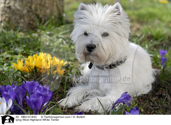 liegender West Highland White Terrier / lying West Highland White Terrier / HBO-01840