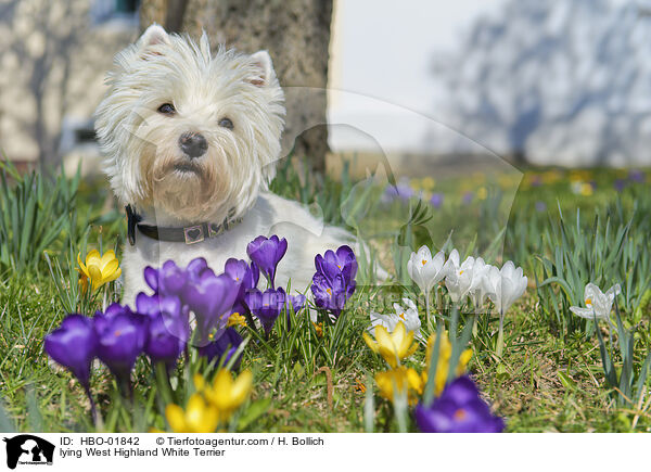 liegender West Highland White Terrier / lying West Highland White Terrier / HBO-01842