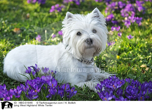liegender West Highland White Terrier / lying West Highland White Terrier / HBO-01846