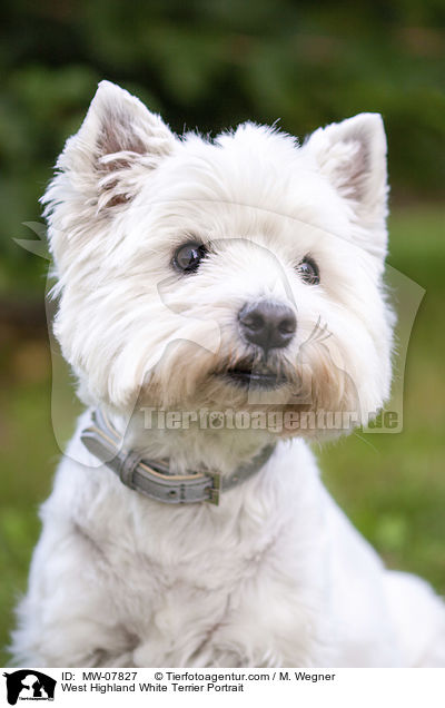 West Highland White Terrier Portrait / West Highland White Terrier Portrait / MW-07827