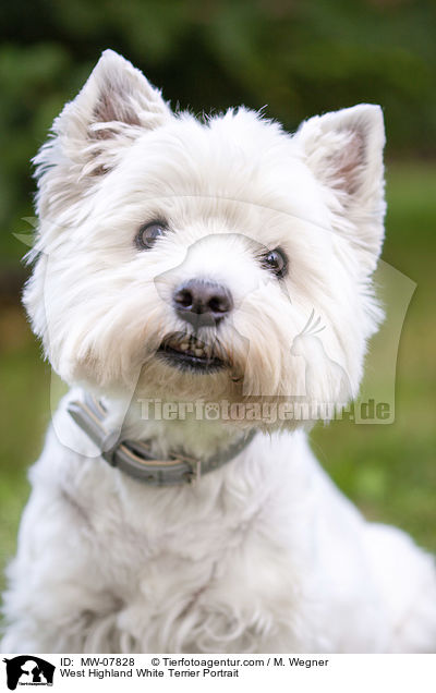 West Highland White Terrier Portrait / West Highland White Terrier Portrait / MW-07828
