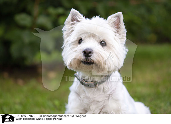 West Highland White Terrier Portrait / West Highland White Terrier Portrait / MW-07829