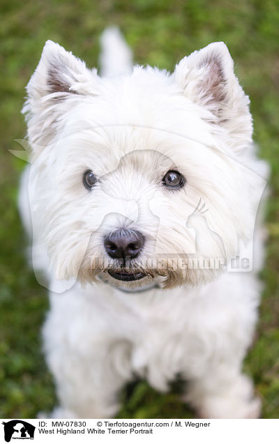 West Highland White Terrier Portrait / West Highland White Terrier Portrait / MW-07830