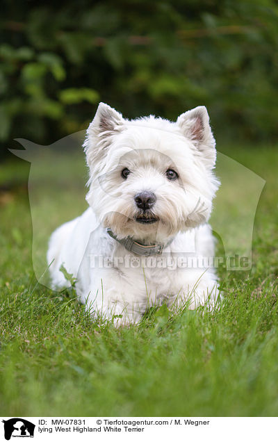 liegender West Highland White Terrier / lying West Highland White Terrier / MW-07831