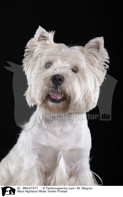 West Highland White Terrier Portrait / West Highland White Terrier Portrait / MW-07977