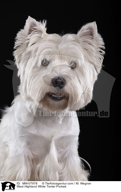 West Highland White Terrier Portrait / West Highland White Terrier Portrait / MW-07978