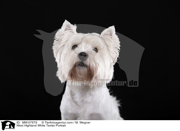 West Highland White Terrier Portrait / West Highland White Terrier Portrait / MW-07979