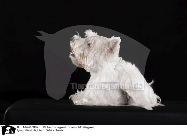liegender West Highland White Terrier / lying West Highland White Terrier / MW-07982