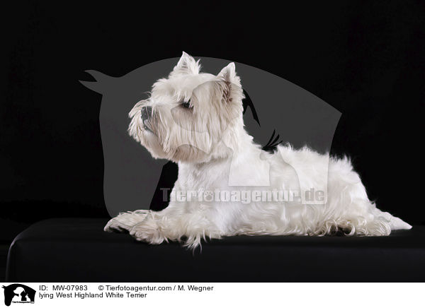 liegender West Highland White Terrier / lying West Highland White Terrier / MW-07983
