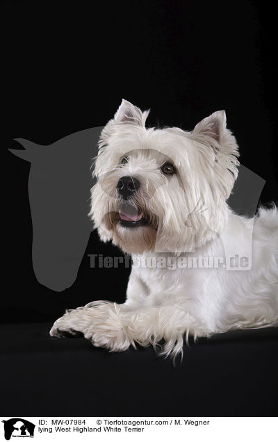 liegender West Highland White Terrier / lying West Highland White Terrier / MW-07984