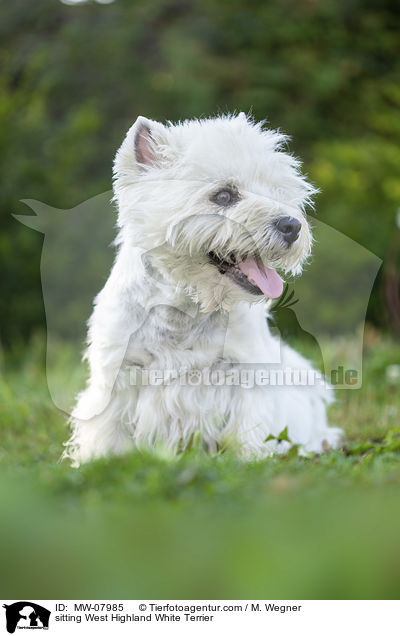 sitzender West Highland White Terrier / sitting West Highland White Terrier / MW-07985